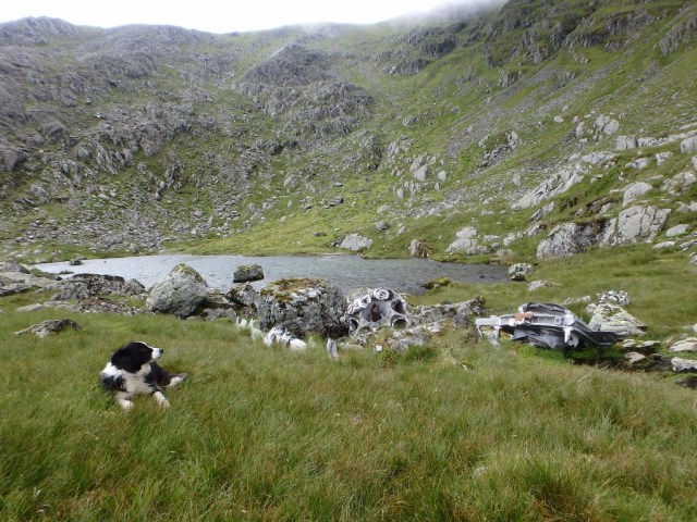 Border Collie ‘Mist’ at Llyn Llyffant